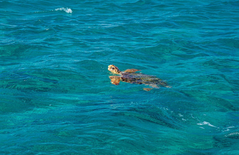 Haaien Zakynthos: welke soorten er leven en hoe klein de kans op een ontmoeting is