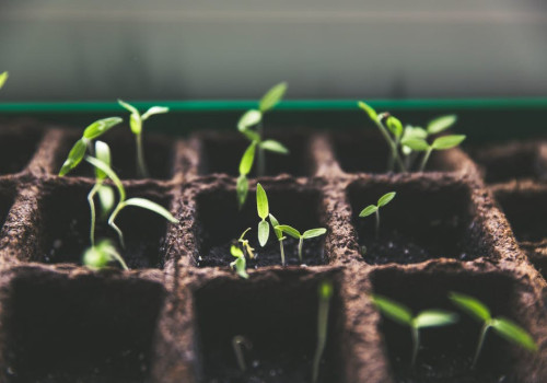 Thuis planten stekken, wat heb je allemaal nodig?