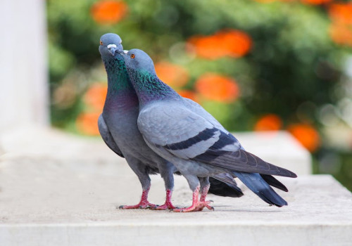 Waarom vliegen vogels in een V-formatie en wat zijn de voordelen hiervan?