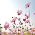 Hoe kun je bloemen langer vers houden?