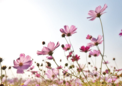 Hoe kun je bloemen langer vers houden?