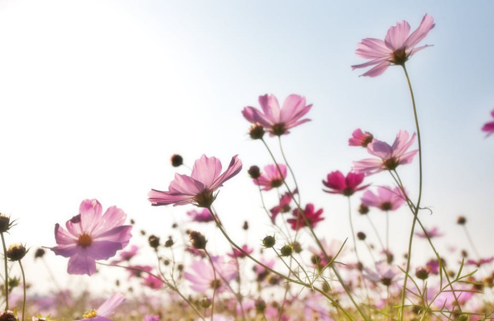 Hoe kun je bloemen langer vers houden?
