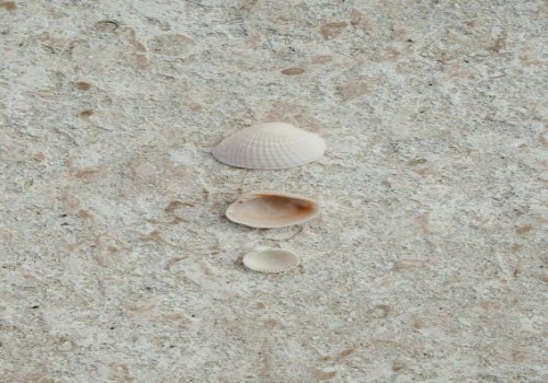 Waarom hoor je de zee als je een schelp tegen je oor houdt