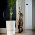 Salvia giftig voor katten