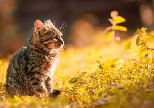 Alles over de juiste vulling voor jouw kattenbak