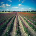 Alles over tulpen in Nederland