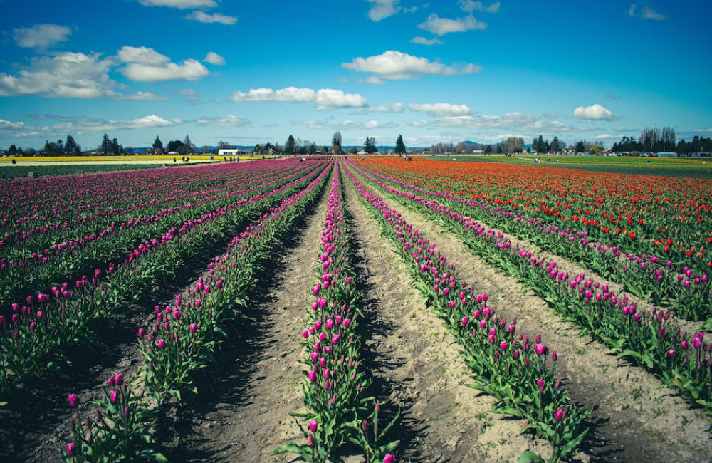 Alles over tulpen in Nederland