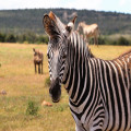Waarom hebben zebra’s strepen en wat is het nut ervan?