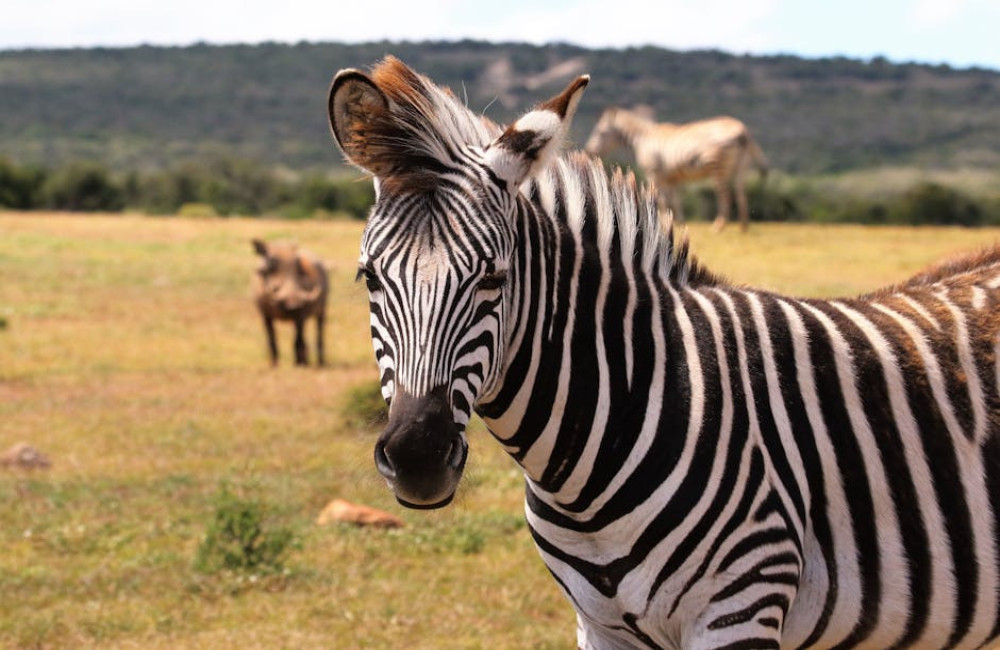 Waarom hebben zebra’s strepen en wat is het nut ervan?
